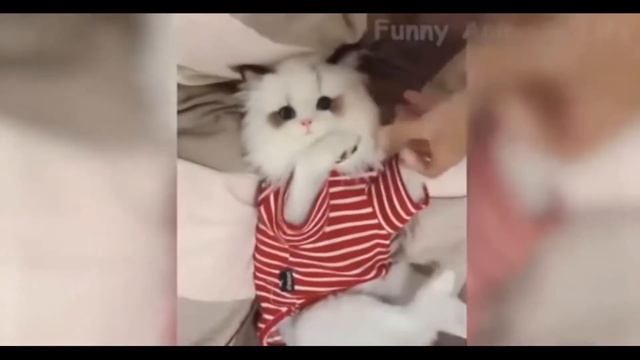 ПРИКОЛЫ ДОМАШНИЕ ЖИВОТНЫЕ/ И ДРУГОЕ 2019 ГОД смотреть онлайн