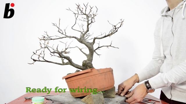 STEP BY STEP FAGUS SYLVATICA смотреть онлайн