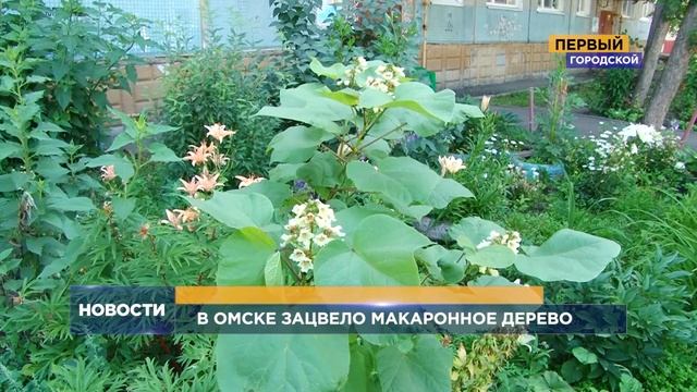 В ОМСКЕ ЗАЦВЕЛО МАКАРОННОЕ ДЕРЕВО смотреть онлайн