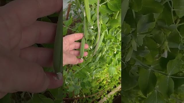 горошек в теплице, зимний посев. 12.06.2021 смотреть онлайн