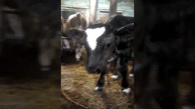 Красивый Джерси бычок появился смотреть онлайн