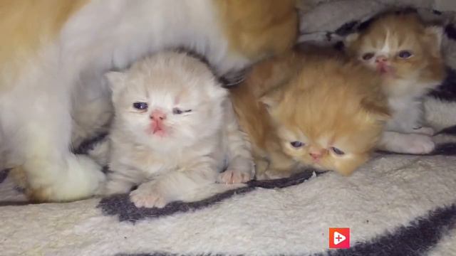 ВЛОГ🔴СИТУАЦИЯ✅СИДИТЕ ДОМА