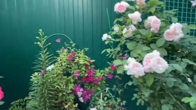 Розы в моем саду с названием сортов. Музыкальная композиция с розами? смотреть онлайн