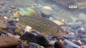 КУНДЖА И МАЛЬМА. О чём молчат рыбы 101Salvelinus leucomaenis Salvelinus malma