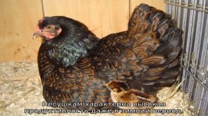 Порода кур Барневельдер