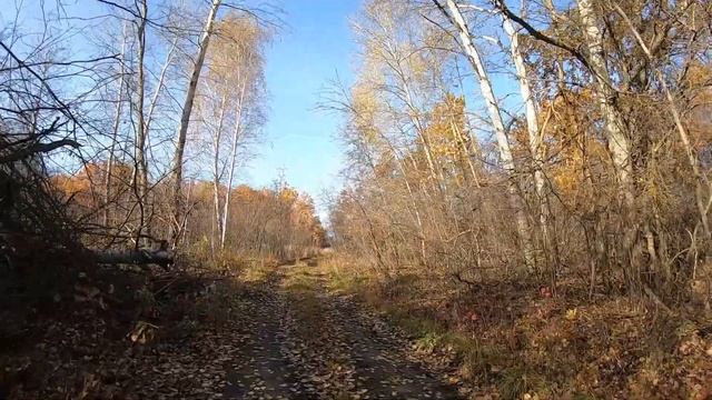 В леса, по грибы смотреть онлайн