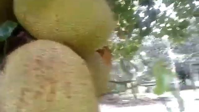 Тайланд 2017г. Зоопарк Као-Кхео. Олени. смотреть онлайн