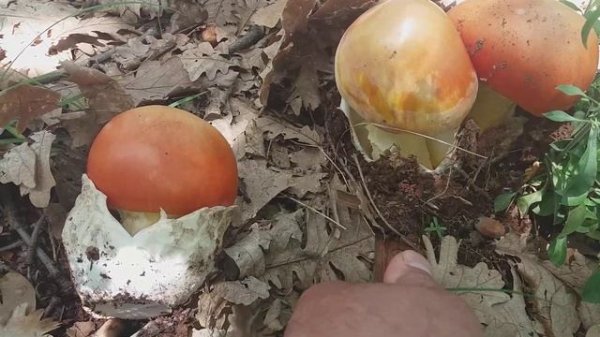 Setas Amanita caesarea 17 giugno 2018