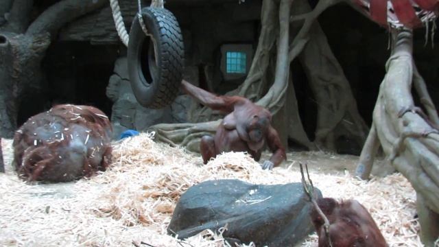 Орангутанги. Orangutans. Moscow Zoo. 2013