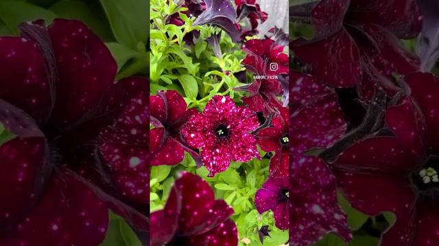 Вегетативная петуния грозовое небо#ампельныепетунии#когдасажатьпетунии#формировкапетунии смотреть онлайн