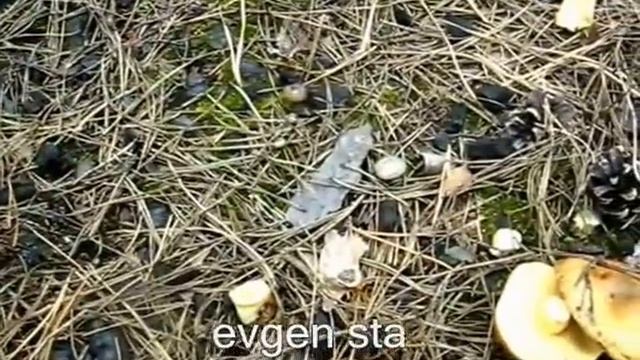 Маслята. Где искать смотреть онлайн