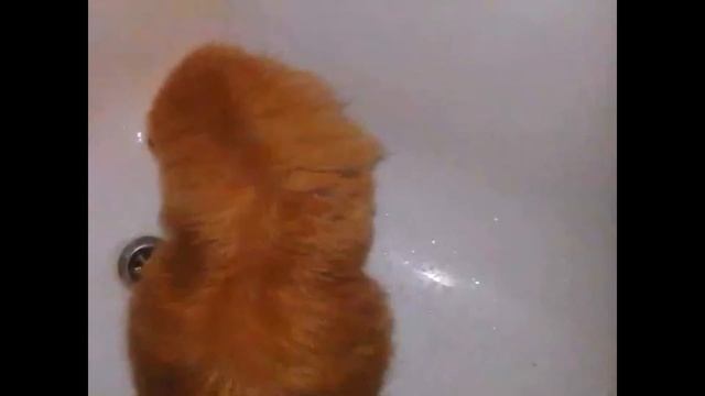 Кот сам включает кран и играет с водой смотреть онлайн