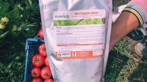 СА-911 F1 Розовый томат для открытого грунта !