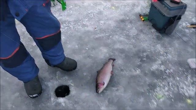 Поимки форели продолжаются!!! Сиг найден и он клюёт!!! Обзор с Клёвого места, д. Савельево, смотреть онлайн