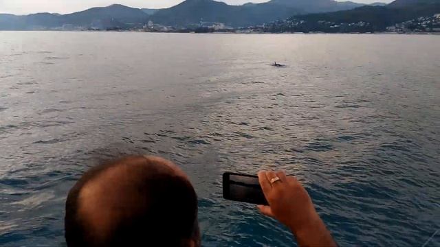 Семья дельфинов в открытом море смотреть онлайн