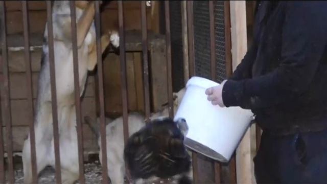 Собаки это любят! смотреть онлайн