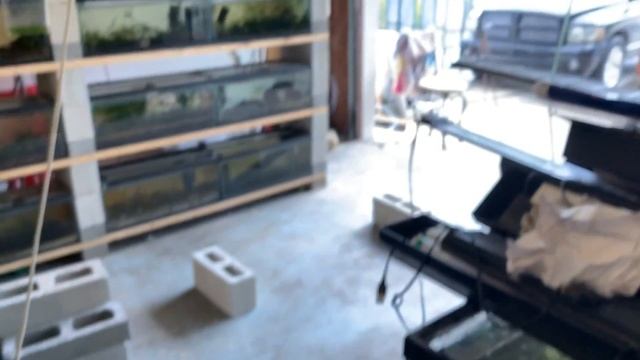 5 BOXES OF GUPPIES!!! - 11 New Types of Aquarium Fish For THE FISH CAVE 2.0 смотреть онлайн