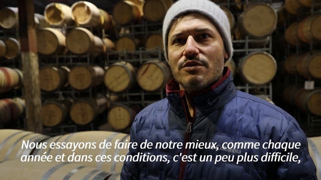 À la frontière libanaise, les viticulteurs israéliens s'inquiètent pour leur récolte | AFP смотреть онлайн