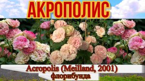 Роза Акрополис (Флорибунда)  Acropolis (Meilland, 2001)