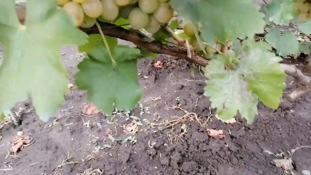Средние и поздние сорта винограда - часть №10. Дольче , Осенний королевский , Сето гигант, Инжиры. смотреть онлайн
