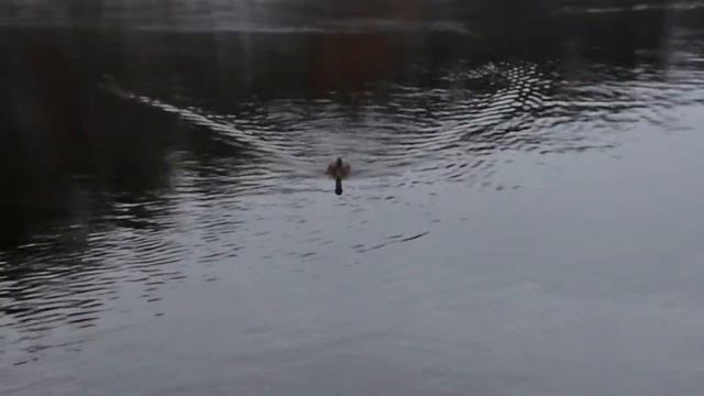 Просто утка на озере. Мурманск.Осень. смотреть онлайн