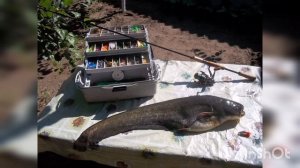 Как ловить сома с берега и с лодки?