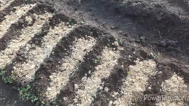 Продолжаю сажать лук севок. смотреть онлайн