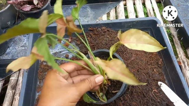 ออมชมพู  ขยาย ออมชมพู เลี้ยงยังไงให้ใบสีชมพู #ไม้มงคล #ไม้มงคลเสริมโชคลาภ #garden