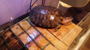 Акватеррариум для красноухой черепахи – как выбрать и как обустроить?