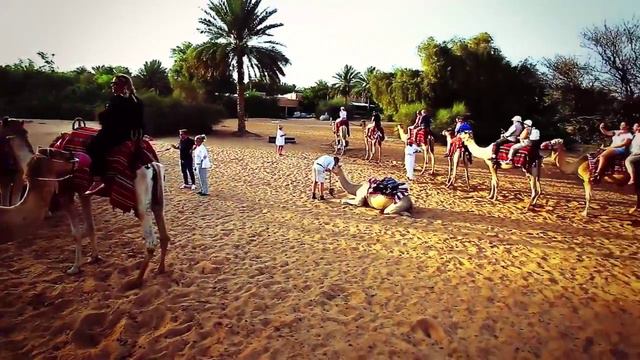 Dubai desert conservation reserve. Al Maha hotel смотреть онлайн
