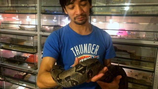 Боливийский удав (Boa Constrictor Amarali, Bolivia)