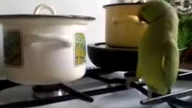 Прикол! Умный попугай сам себя прокормит