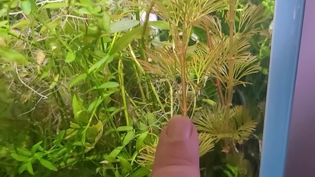 Tips & Tricks to FIND WATER PARAMETERS WITHOUT Using Aquarium TEST KITS OR TOOLS. смотреть онлайн