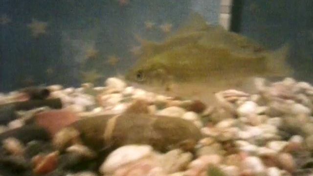 Жизнь речных рыб в аквариуме 2. Золотые караси.