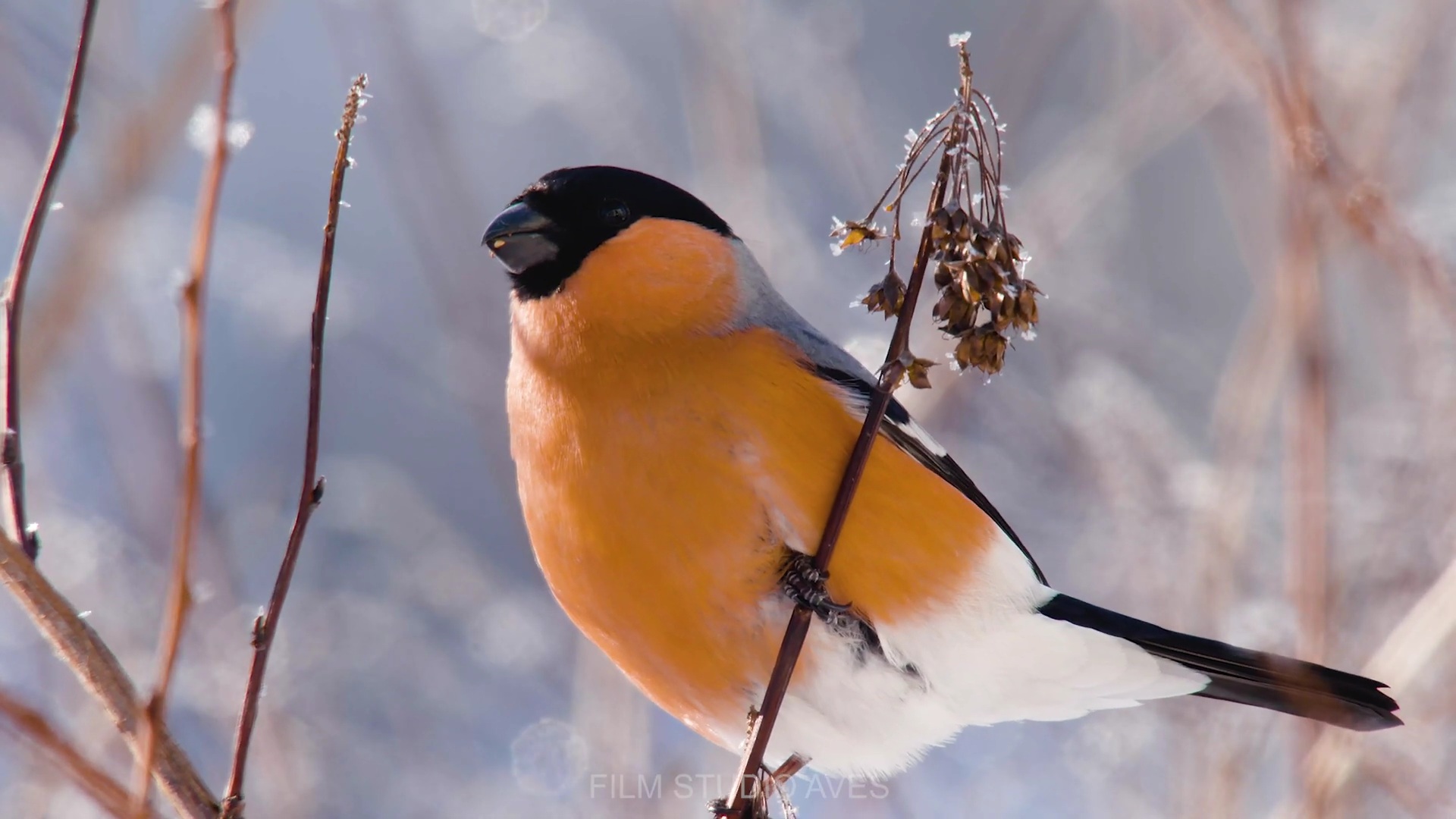 Снегири с зимними ягодами смотреть онлайн