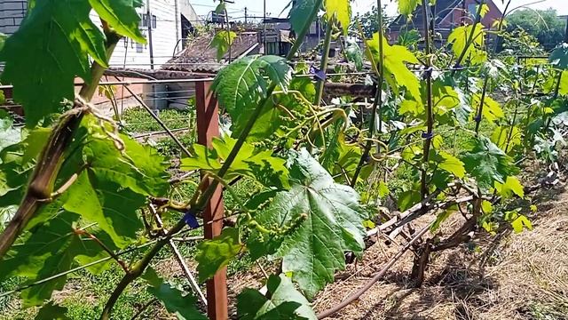 ВНИМАНИЕ⚠ ГРОЗДЕВАЯ ЛИСТОВËРТКА смотреть онлайн