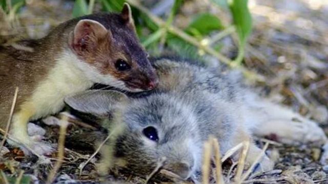 ЛАСКА?/Куньи/Животные/Интересные факты смотреть онлайн