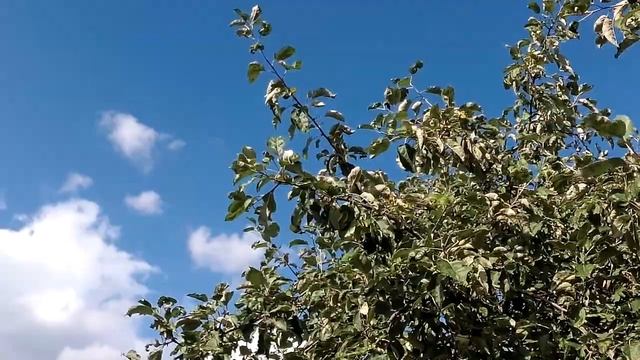 Народный праздник «Агафон Огуменник» 4 сентября Что нужно делать в этот день смотреть онлайн