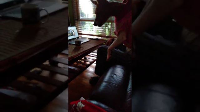 Басенджи Люся смотрела с папой видео. Ничего не предвещало начала "охоты"))). смотреть онлайн
