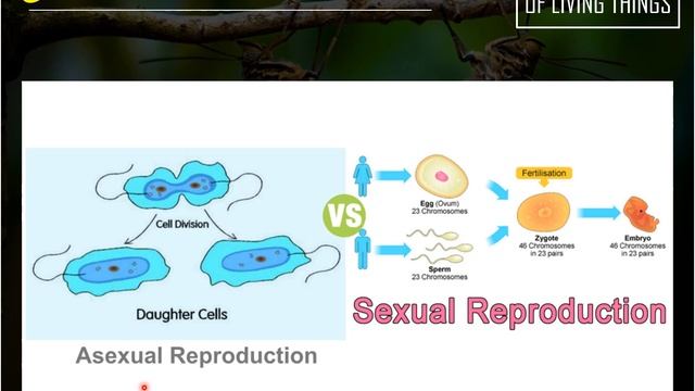 Characteristics of Living Things - General Biology 1 смотреть онлайн