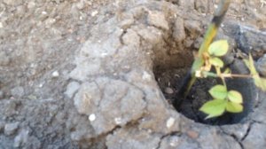 Обзор черенков роз. Когда снимать бутылки.