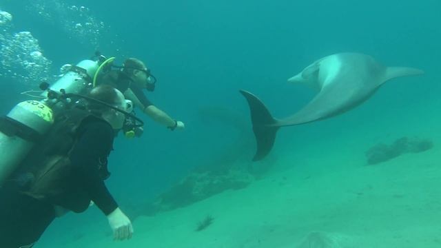 Diving with dolphins, Dolphin Reef, Eilat, Israel смотреть онлайн