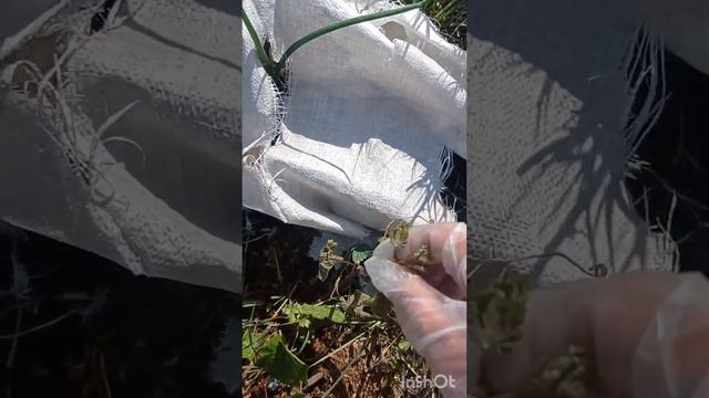 Лето у нас хорошее! Малоснежное! 18 июня замерзли томаты смотреть онлайн