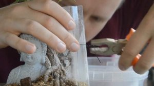 Прививка ветки у БОНСАЙ со 100% гарантией. Формирование веток в нужном месте у бонсай