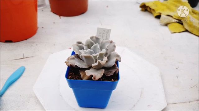 Echeveria Crispate Beauty, #monstruosidad o belleza??? смотреть онлайн