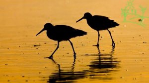 Голоса птиц Как поёт Бекас (Gallinago)