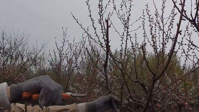 Обрезка персика,по цвету смотреть онлайн