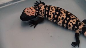 5 Самых Опасных Ящериц в Мире