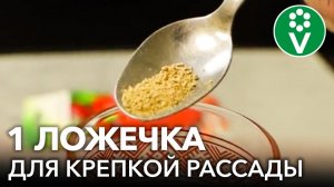 ВЗРЫВАТЕЛЬ РОСТА РАССАДЫ! Как увеличить урожай и ускорить рост рассады без удобрений?
