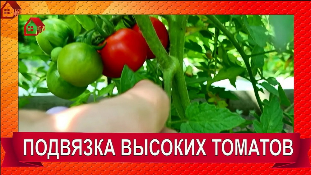 Подвязка томатов высоких сортов в открытом грунте смотреть онлайн